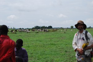 Cattle at Bé, Cameroon in 2014